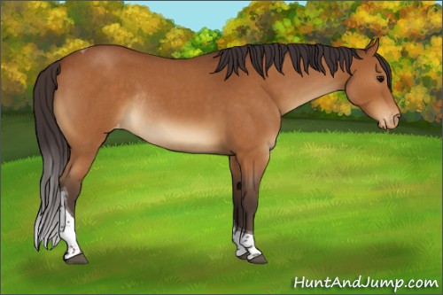 Horse Color:Buckskin Roan Tobiano Appaloosa Rabicano 