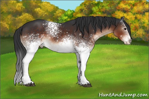 Horse Color:White Spotted Brown Appaloosa Rabicano 