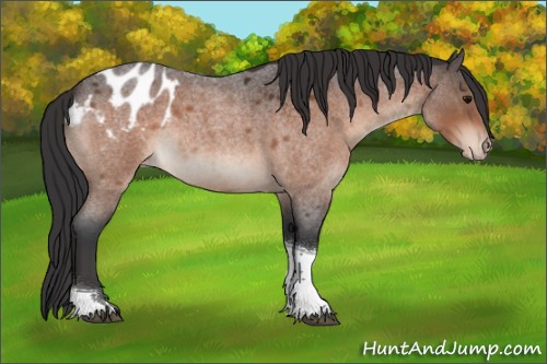 Horse Color:Bay Roan Tobiano Appaloosa 