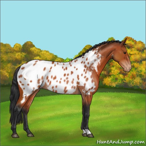 Horse Color:Brown Appaloosa 