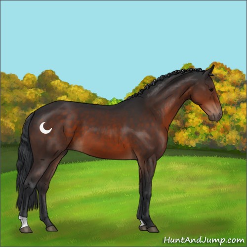 Horse Color:Brown 