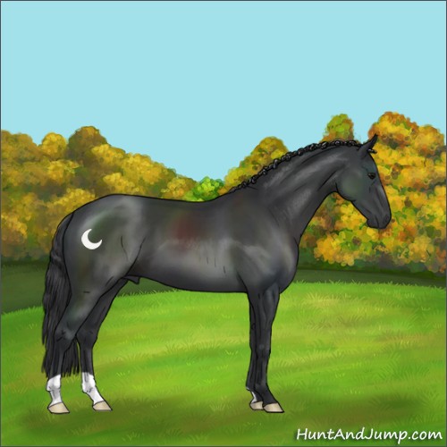 Horse Color:Black 