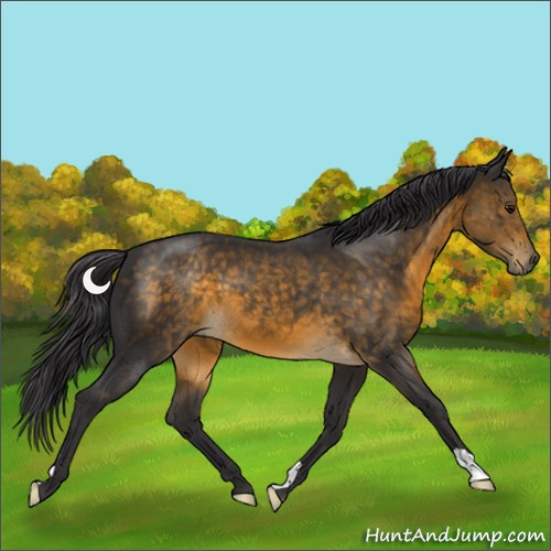 Horse Color:Buckskin 