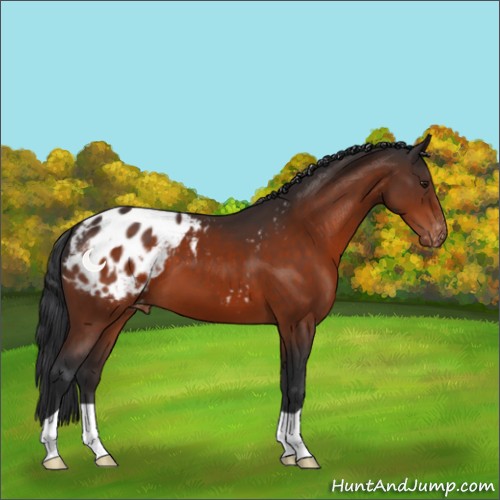 Horse Color:Brown Appaloosa 
