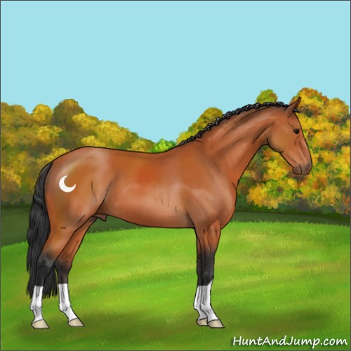 Horse Color:Bay 