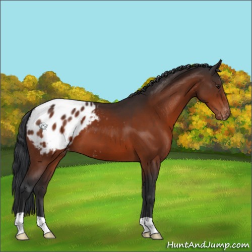 Horse Color:Brown Appaloosa 