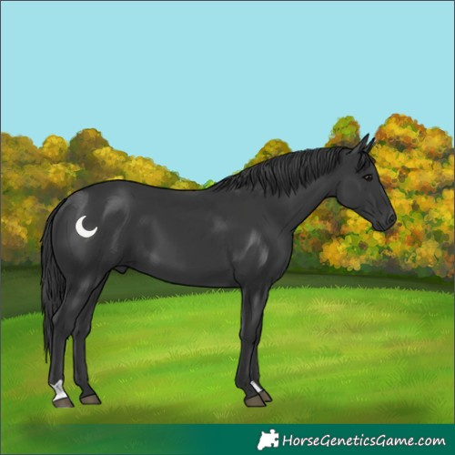 Horse Color:Black 