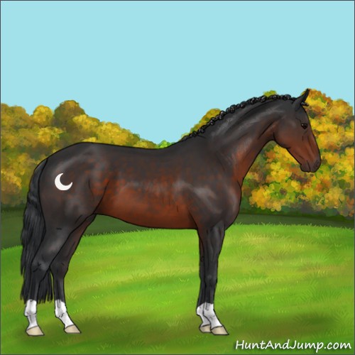 Horse Color:Brown 