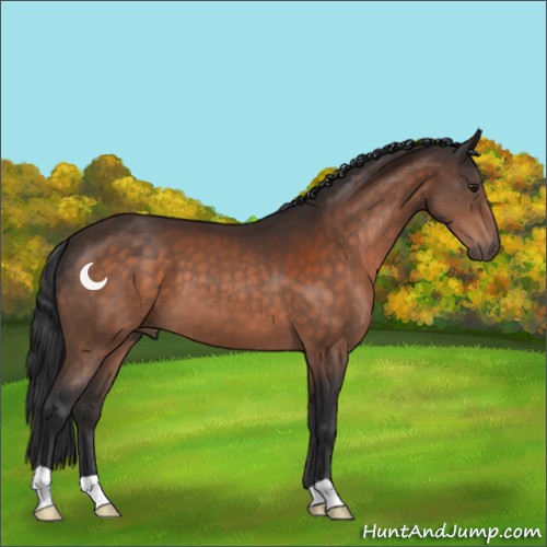 Horse Color:Brown 