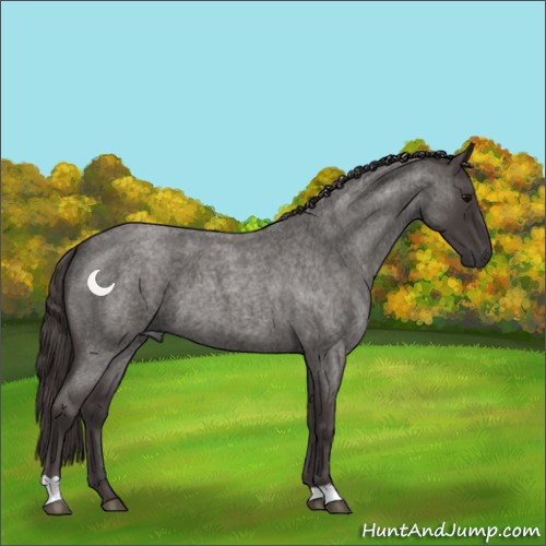Horse Color:Smoky Blue Roan 