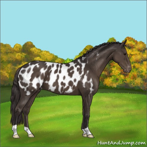 Horse Color:Smoky Black Appaloosa 