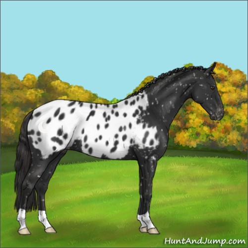 Horse Color:Liver Chestnut Appaloosa 