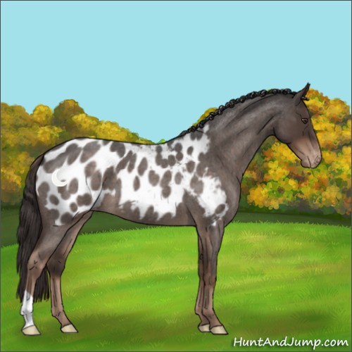 Horse Color:Liver Red Roan Appaloosa 
