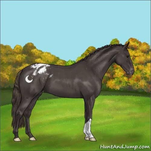 Horse Color:Smoky Blue Roan Appaloosa 