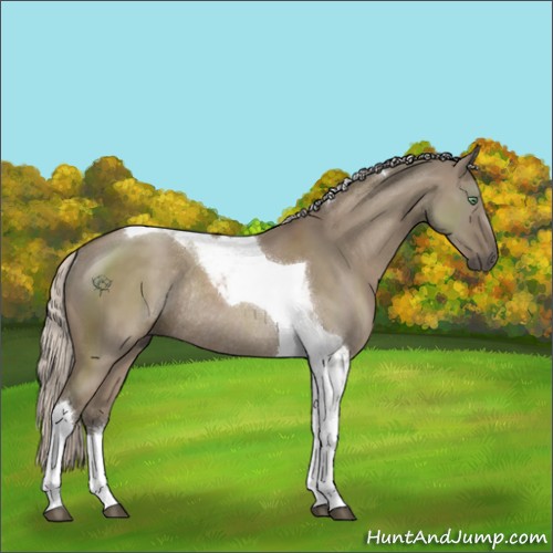 Horse Color:Silver Grullo Sabino Tobiano Rabicano