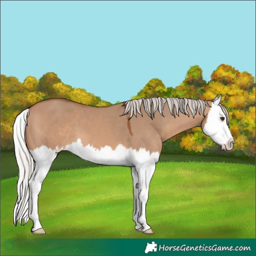 Horse Color:Silver Brown Dun Splash 