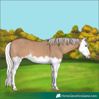 Horse Color:Silver Brown Dun Splash 