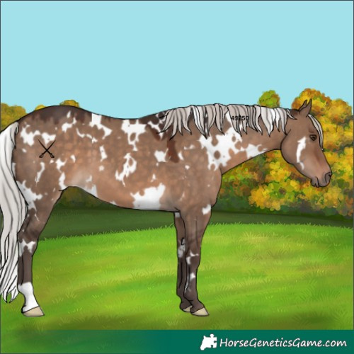 Horse Color:White Spotted Silver Brown Dun 