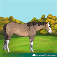 Horse Color:Bay Dun Splash