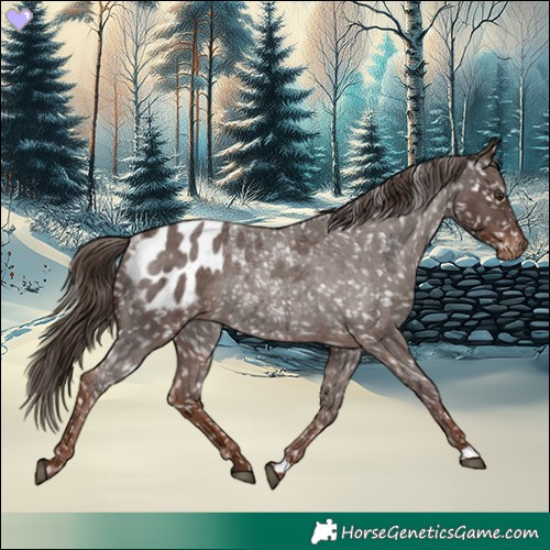 Horse Color:Liver Red Roan Appaloosa Rabicano