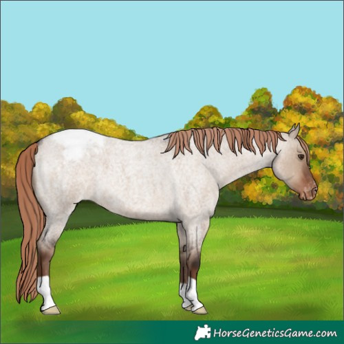 Horse Color:Liver Red Dun Roan Appaloosa