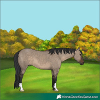 Horse Color:Brown Dun 