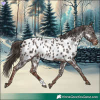 Horse Color:Liver Red Roan Appaloosa 