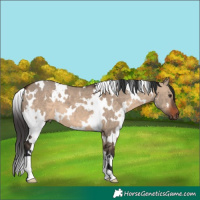 Horse Color:White Spotted Brown Dun