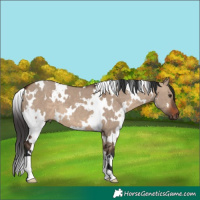 Horse Color:White Spotted Brown Dun 