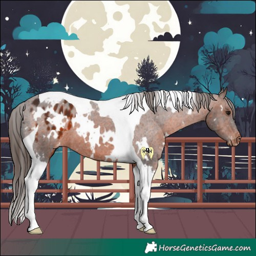Horse Color:White Spotted Brown Tobiano Appaloosa 