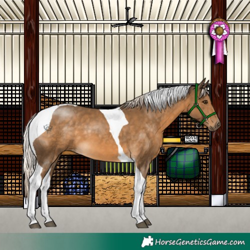 Horse Color:Chocolate Palomino Tobiano 