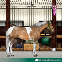 Horse Color:Chocolate Palomino Tobiano 