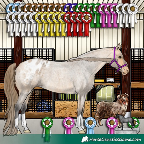 Horse Color:Buckskin Roan Appaloosa
