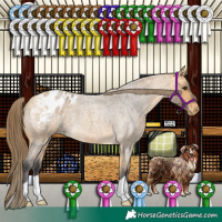 Horse Color:Buckskin Roan Appaloosa 