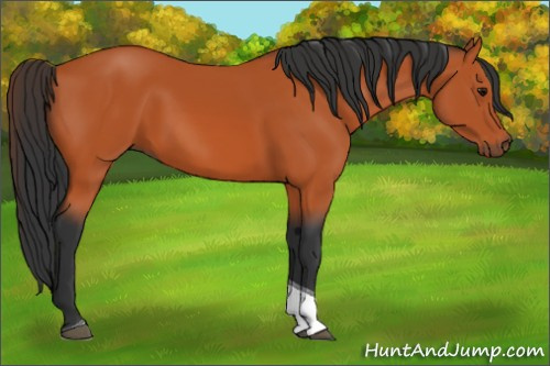Horse Color:Bay Tobiano 