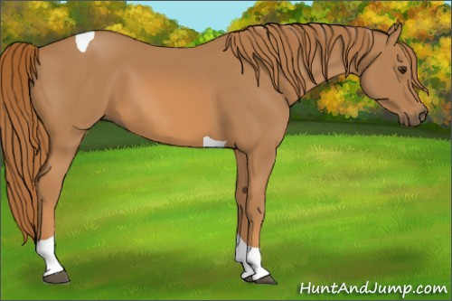 Horse Color:Chestnut Tobiano 