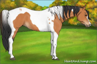 Horse Color:Bay Tobiano 