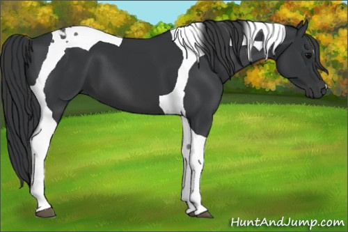 Horse Color:Black Tobiano