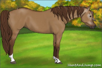 Horse Color:Gray Red Dun Tobiano 