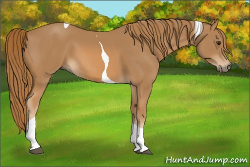 Horse Color:Chestnut Tobiano 