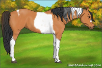Horse Color:Bay Tobiano 