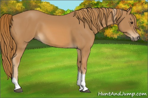 Horse Color:Chestnut Tobiano 
