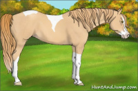 Horse Color:Gold Champagne Splash Tobiano 