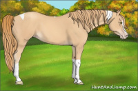 Horse Color:Gold Champagne Splash Tobiano 