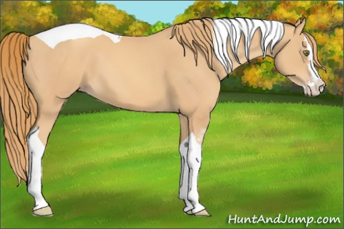 Horse Color:Gold Champagne Splash Tobiano 