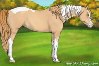 Horse Color:Gold Champagne Splash Tobiano 
