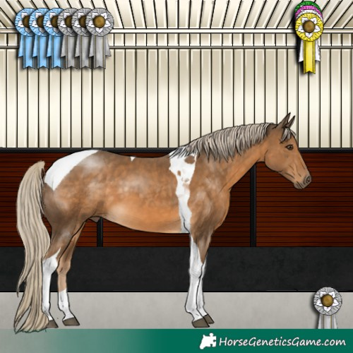 Horse Color:Chocolate Palomino Tobiano 