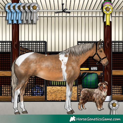 Horse Color:Chocolate Palomino Tobiano 