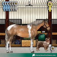 Horse Color:Chocolate Palomino Tobiano