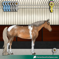 Horse Color:Chocolate Palomino Tobiano 